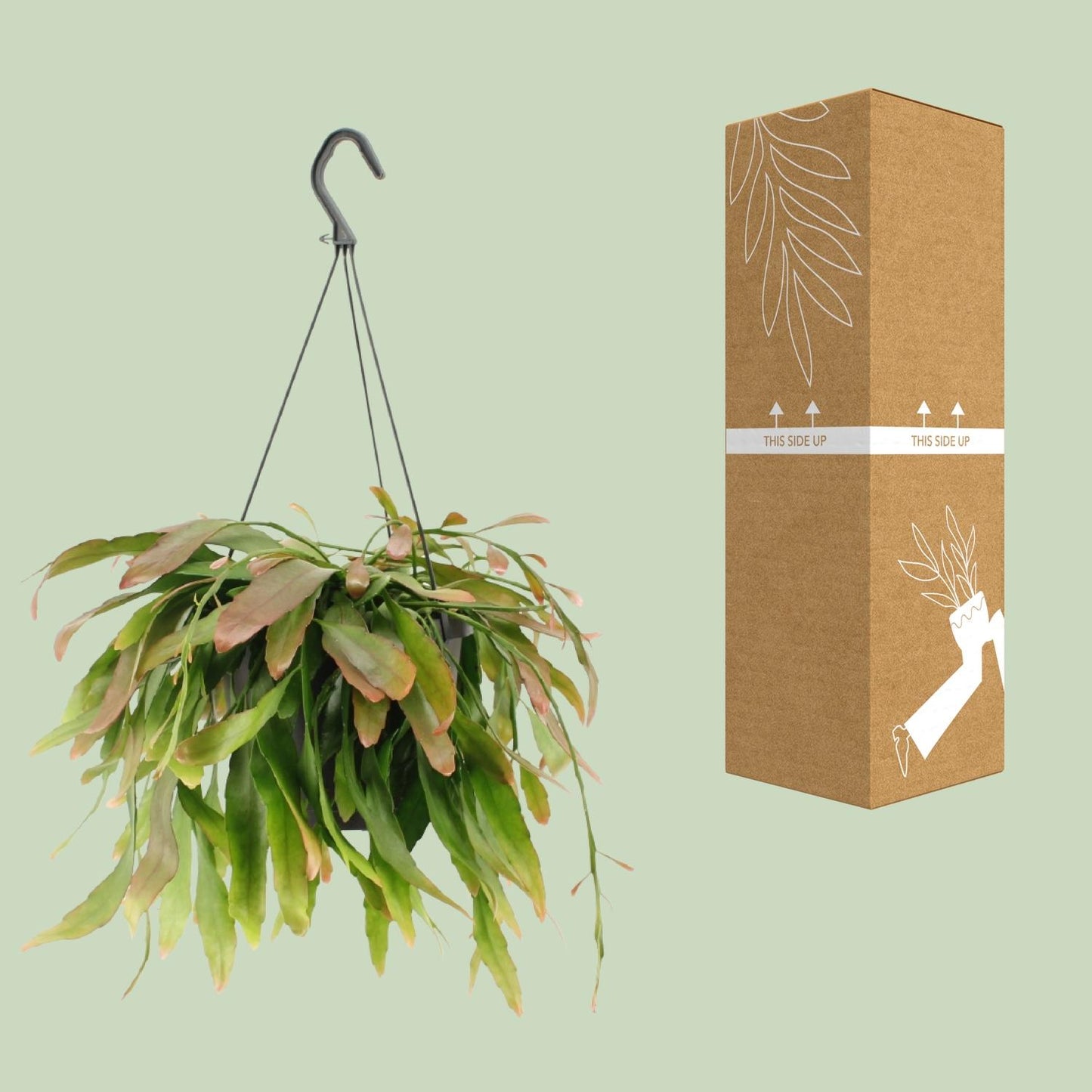 Rhipsalis Red Coral – Exotische, pflegeleichte Hängepflanze Ø17cm