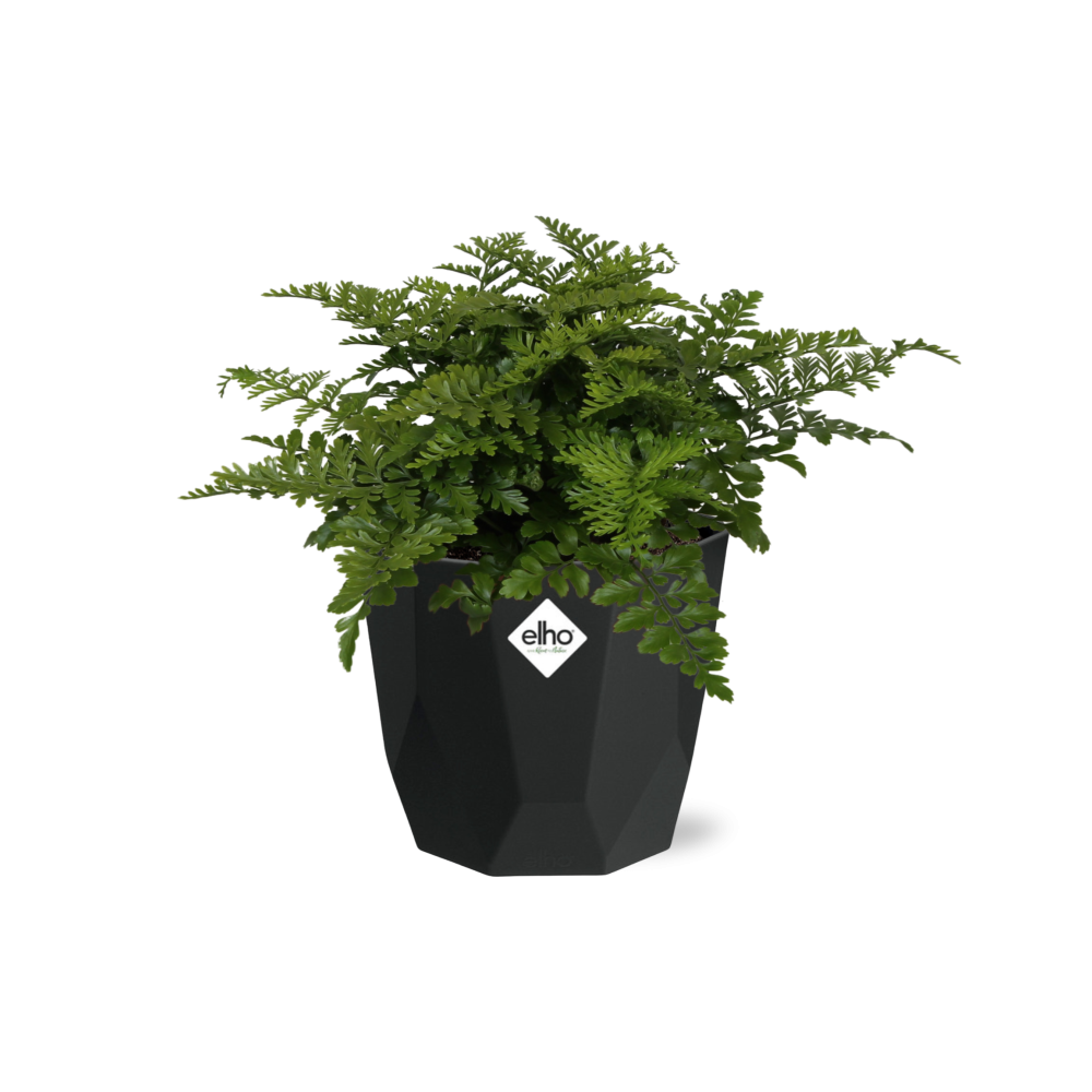 Asplenium Parvati – Eleganter Spleenwort-Farn in 14cm Topf