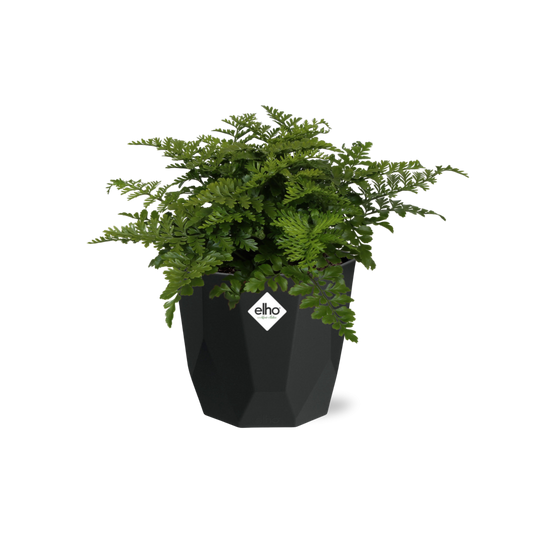 Asplenium Parvati – Eleganter Spleenwort-Farn in 14cm Topf