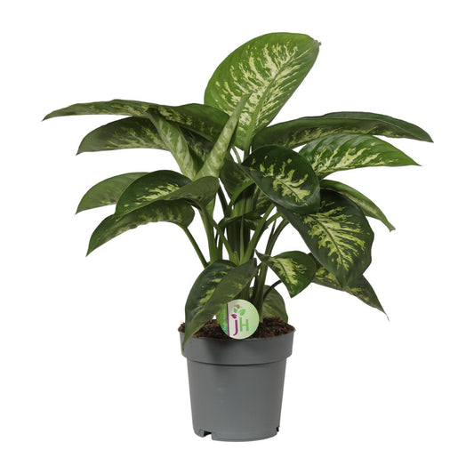 Dieffenbachia Reeva Ø19cm – Pflegeleichte Blattschmuckpflanze