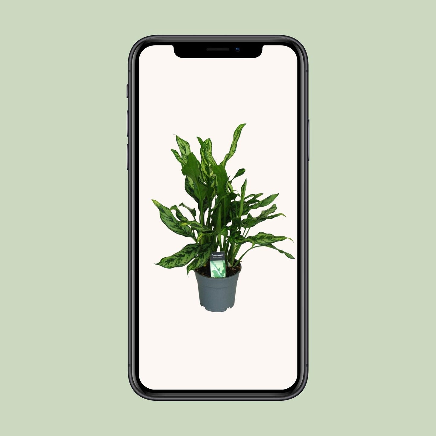 Aglaonema Miss Julliette – Pflegeleichte Zimmerpflanze Ø17cm
