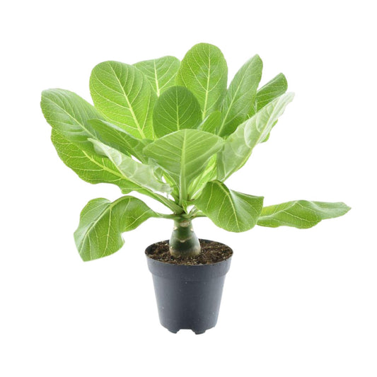 Brighamia Insignis 'Hawaii Palm' – Pflegeleichte Zimmerpflanze Ø12cm