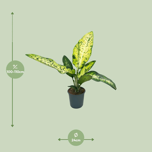 Dieffenbachia Mars – Pflegeleichte XL-Zimmerpflanze Ø24cm