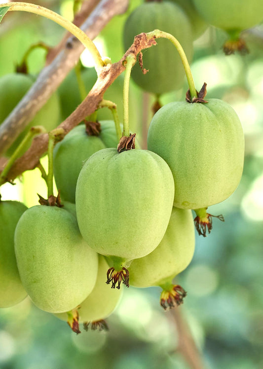 Actinidia arguta 'Issai' – Selbstfruchtende Kiwibes Ø13cm