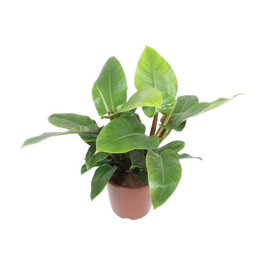 Philodendron Imperial Green – pflegeleichte XXL-Zimmerpflanze Ø27cm