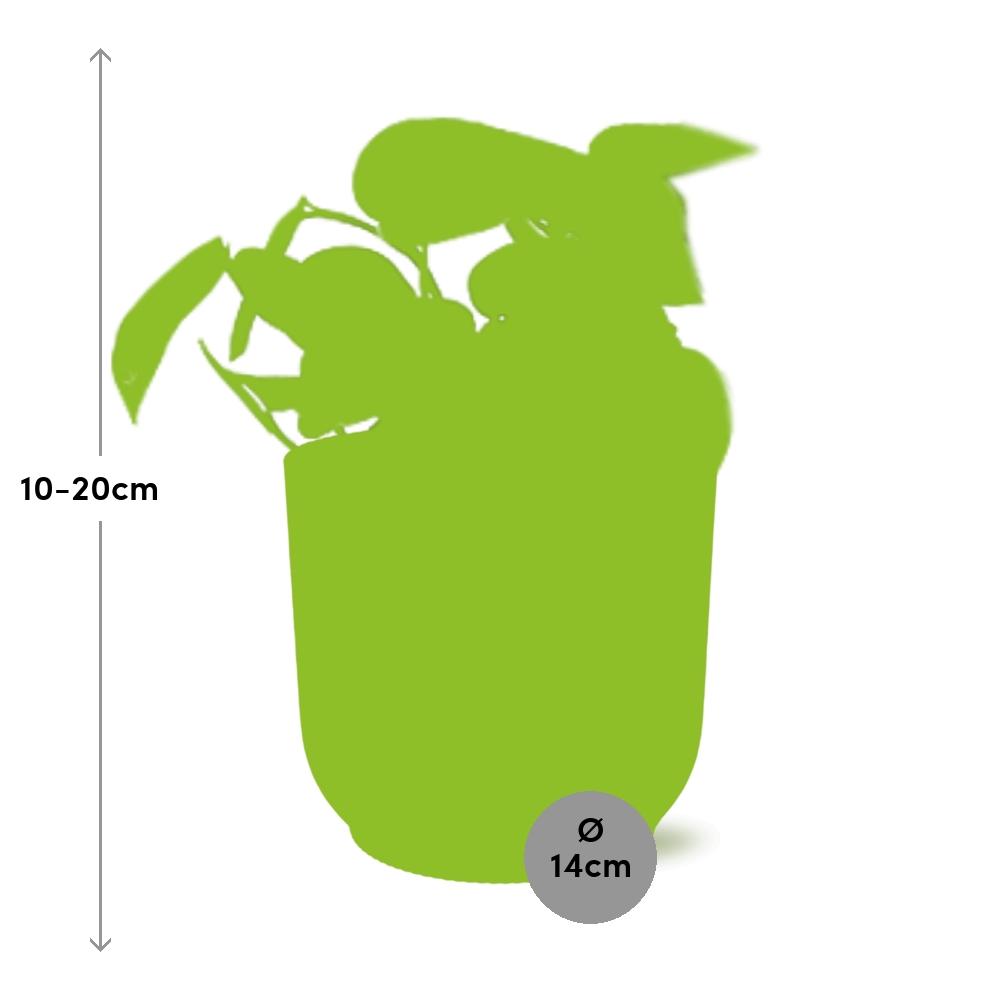 Scindapsus Pictus ‘Trebie’ in ELHO Vibes Fold 14cm Gelb