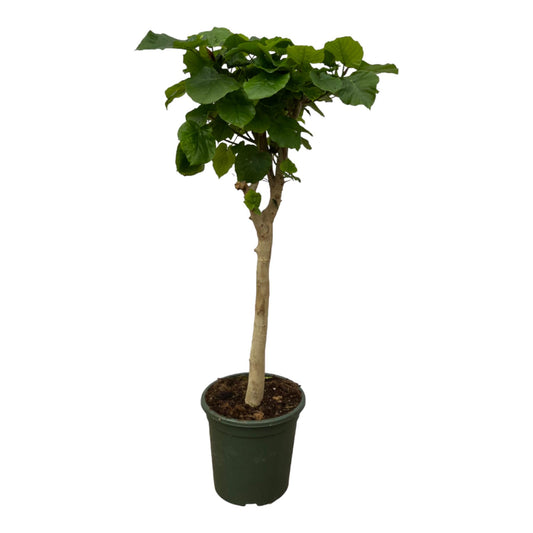Ficus Umbellata Stamm - 180 cm - Ø30 cm