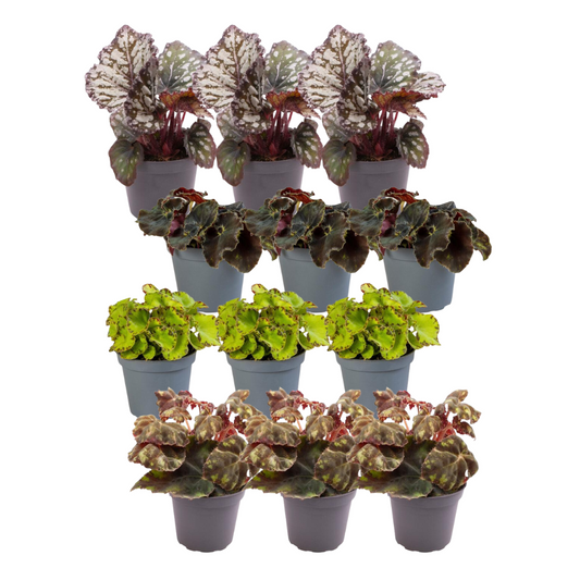 12er Begonia Mix – Bunte, pflegeleichte Zimmerpflanzen