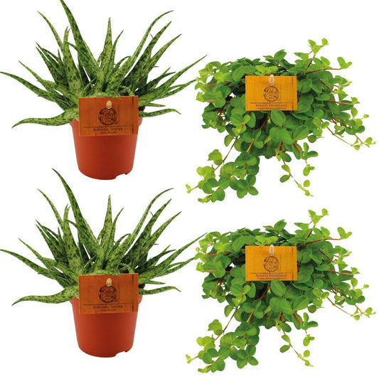 4er Set Aloe Spider & Peperomia Rotundifolia Ø10,5cm