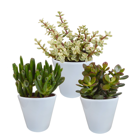 Crassula-Mix 3er Set im weißen Topf 8,5 cm