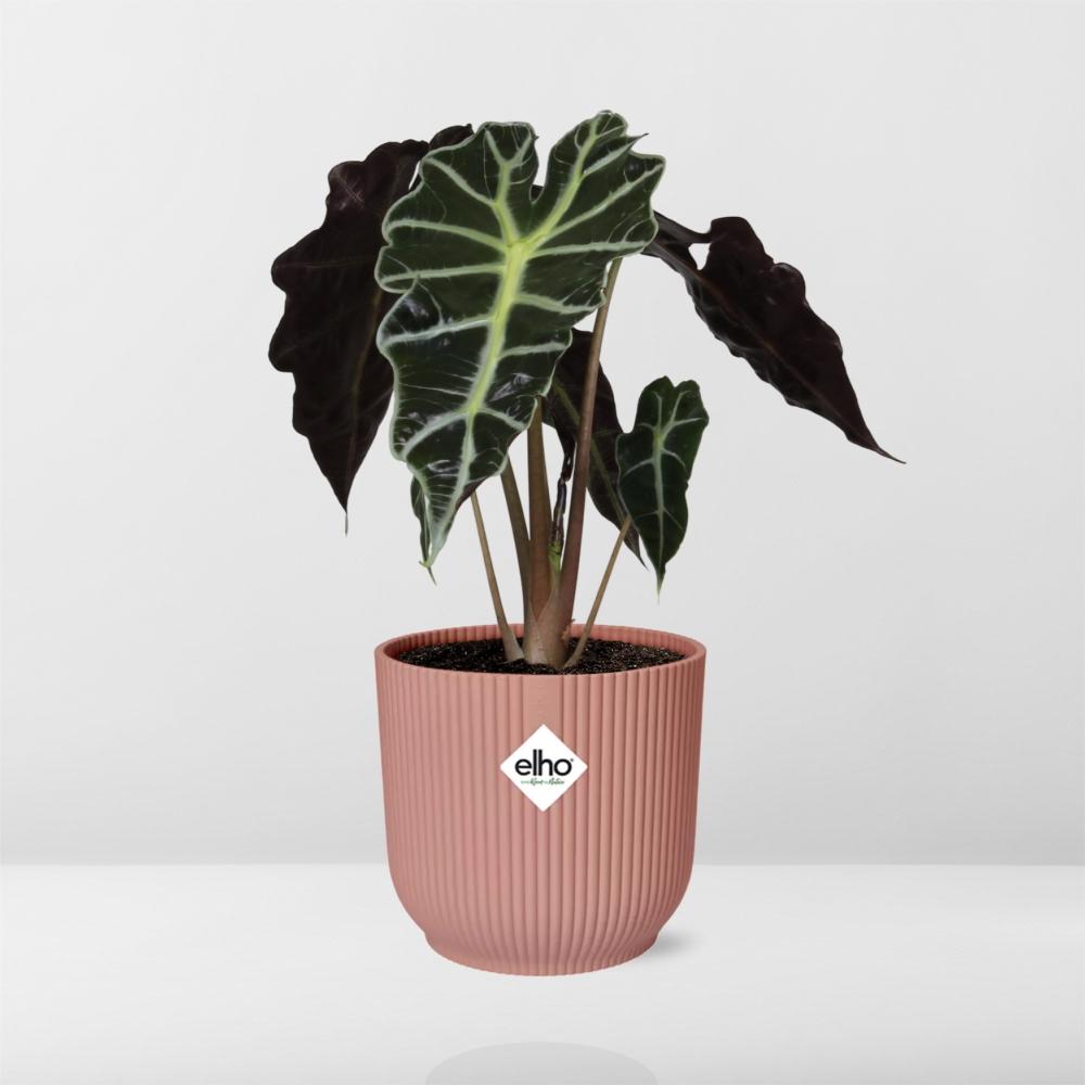 Alocasia ‘Polly’ in ELHO Vibes Fold 14cm rosa – pflegeleichte Elefantenohrpflanze