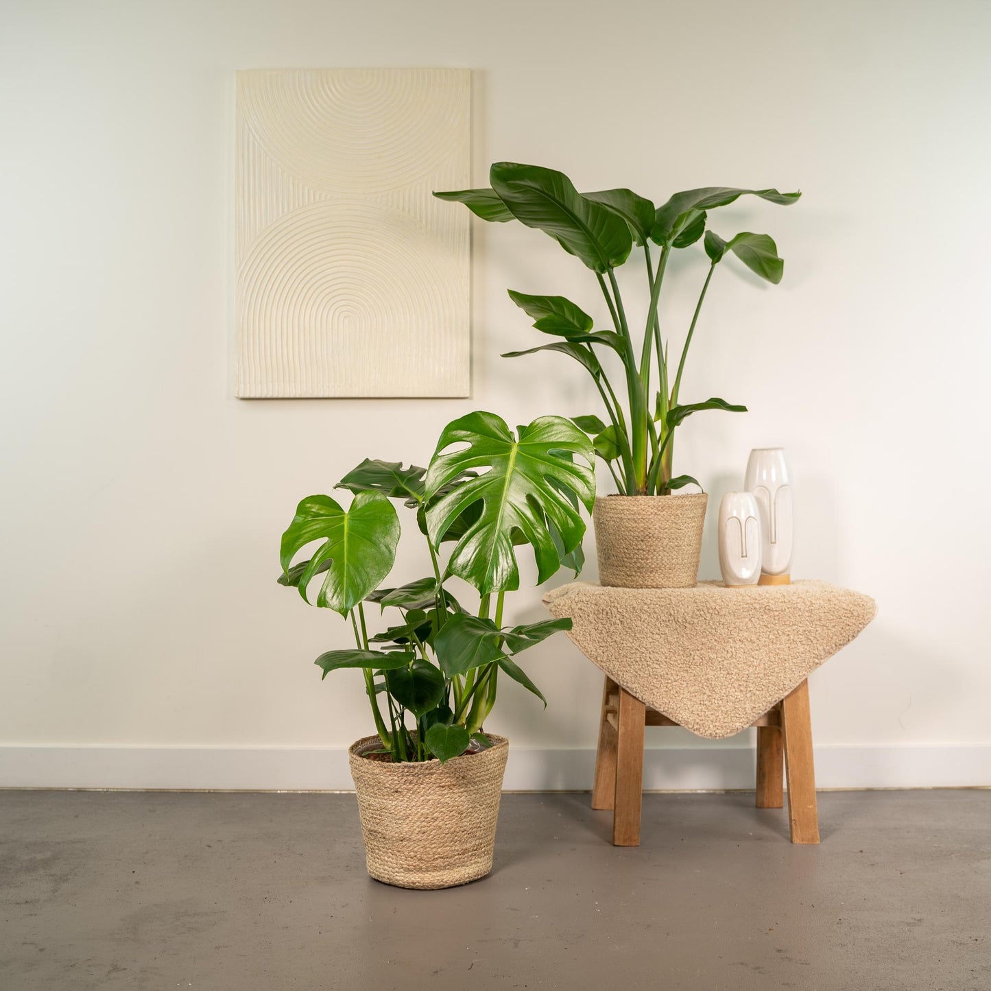 Tropisches Zimmerpflanzen-Set mit Strelitzia & Monstera im Korb