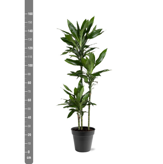 Dracaena Janet Lind – Elegante XXL Zimmerpflanze 150-160 cm