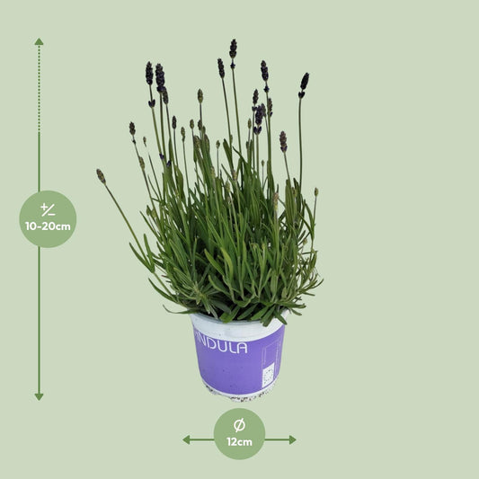 Lavendel Lavandula Hidcote Blue - Ø12cm Topf, 20cm Höhe