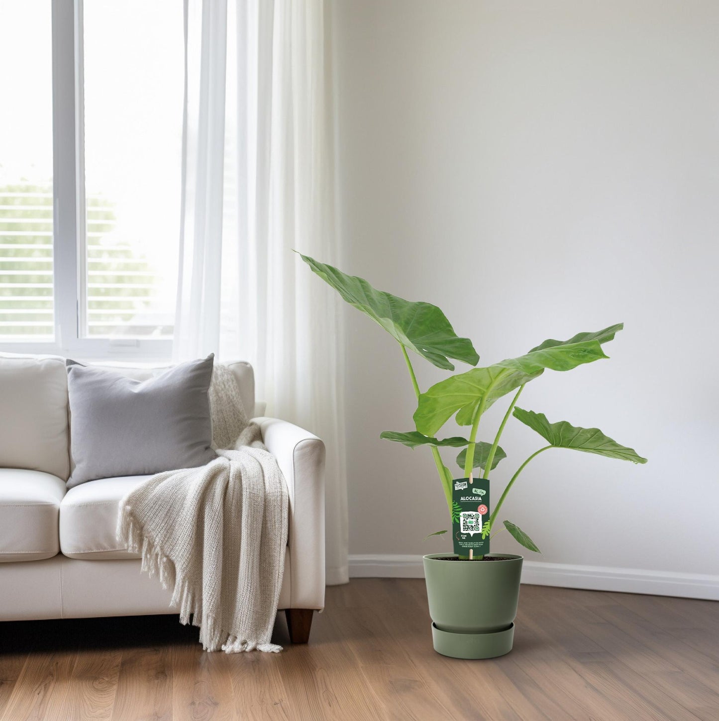 Alocasia Macrorrhiza – Elegante XXL Zimmerpflanze Ø19cm