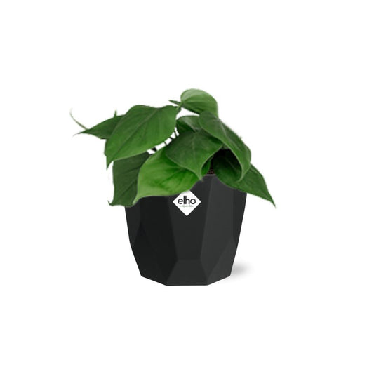 Philodendron Scandens – Pflegeleichte, grüne Zimmerpflanze 14cm Topf