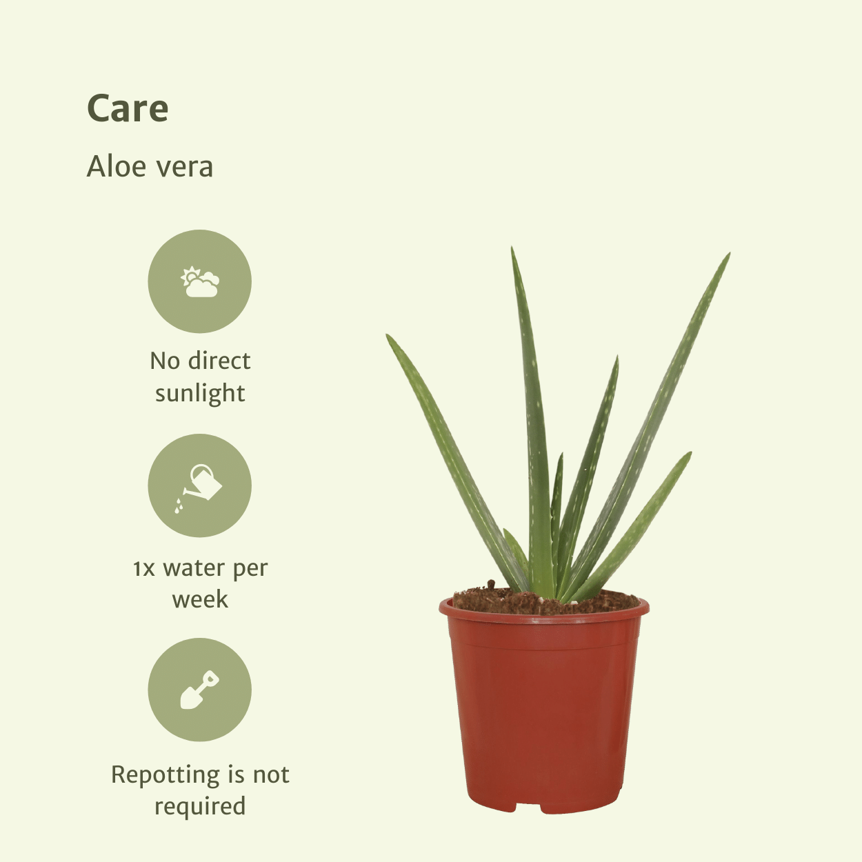 2x Aloe Vera Sukkulente – Pflegeleicht & Stylisch, 40 cm