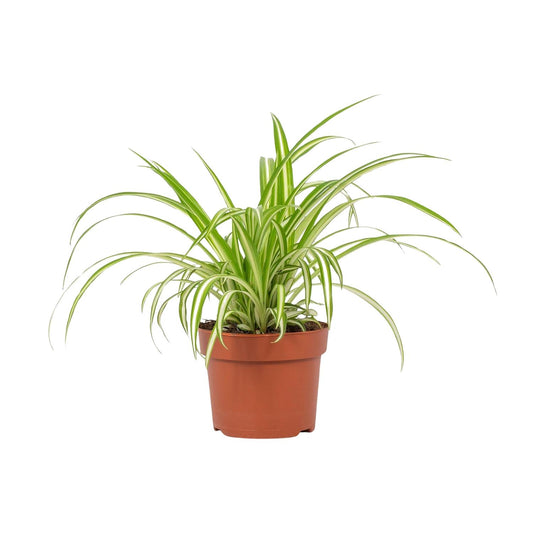 Chlorophytum Variegatum – Pflegeleichte Grünlilie im 12cm Topf