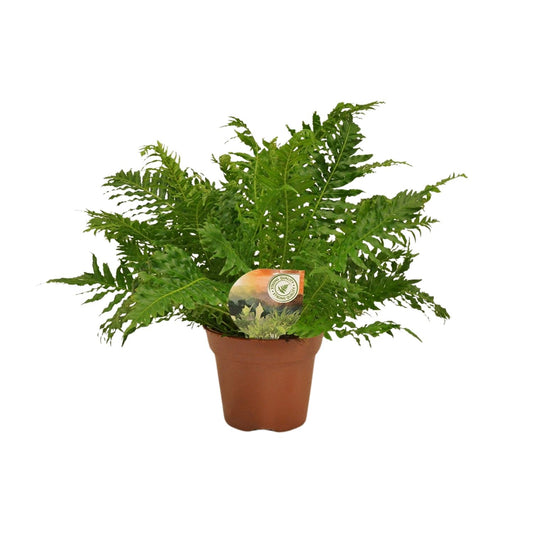 Blechnum Silver Lady - Eleganter Zimmerfarn Ø17cm, 50cm hoch