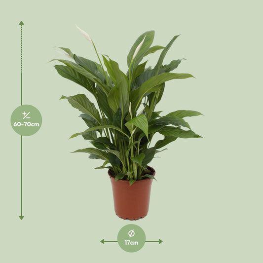 Spathiphyllum Torelli – Friedenslilie Ø17cm, 65cm hoch