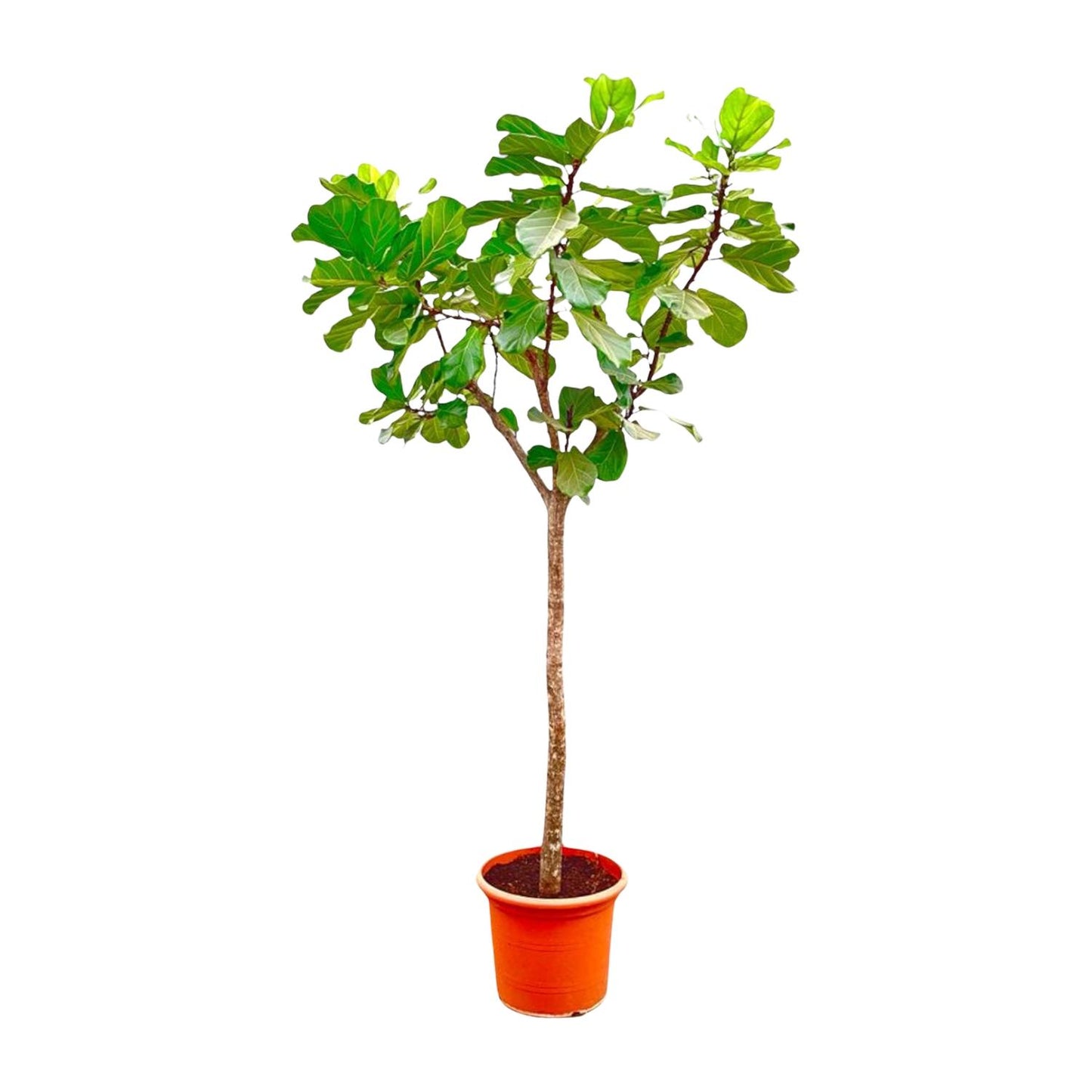 Ficus Lyrata XXL - Geigenfeige 270 cm ø45 cm