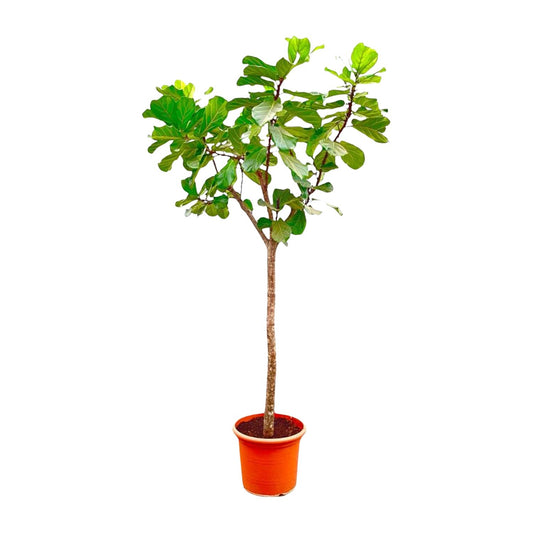 Ficus Lyrata XXL - Geigenfeige 270 cm ø45 cm