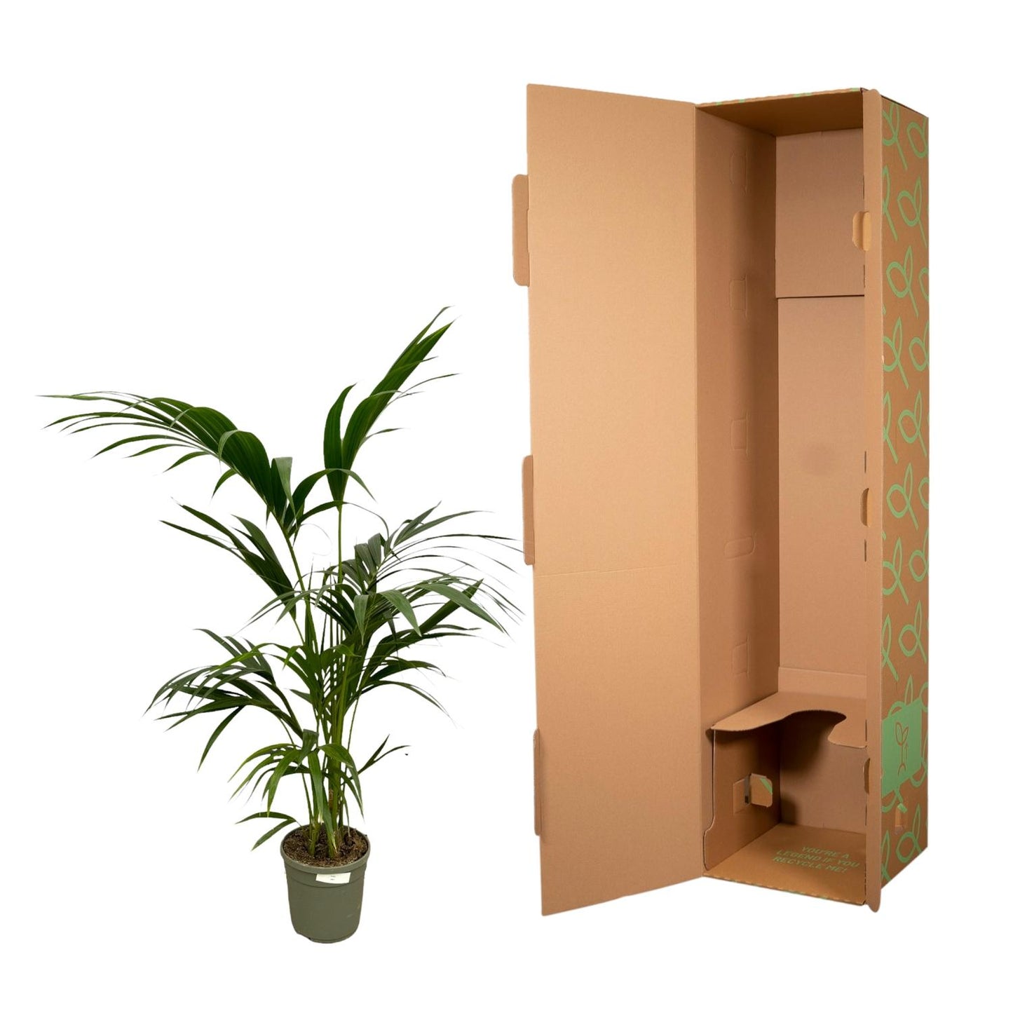Kentia-Palme – Elegante Zimmerpflanze 130 cm