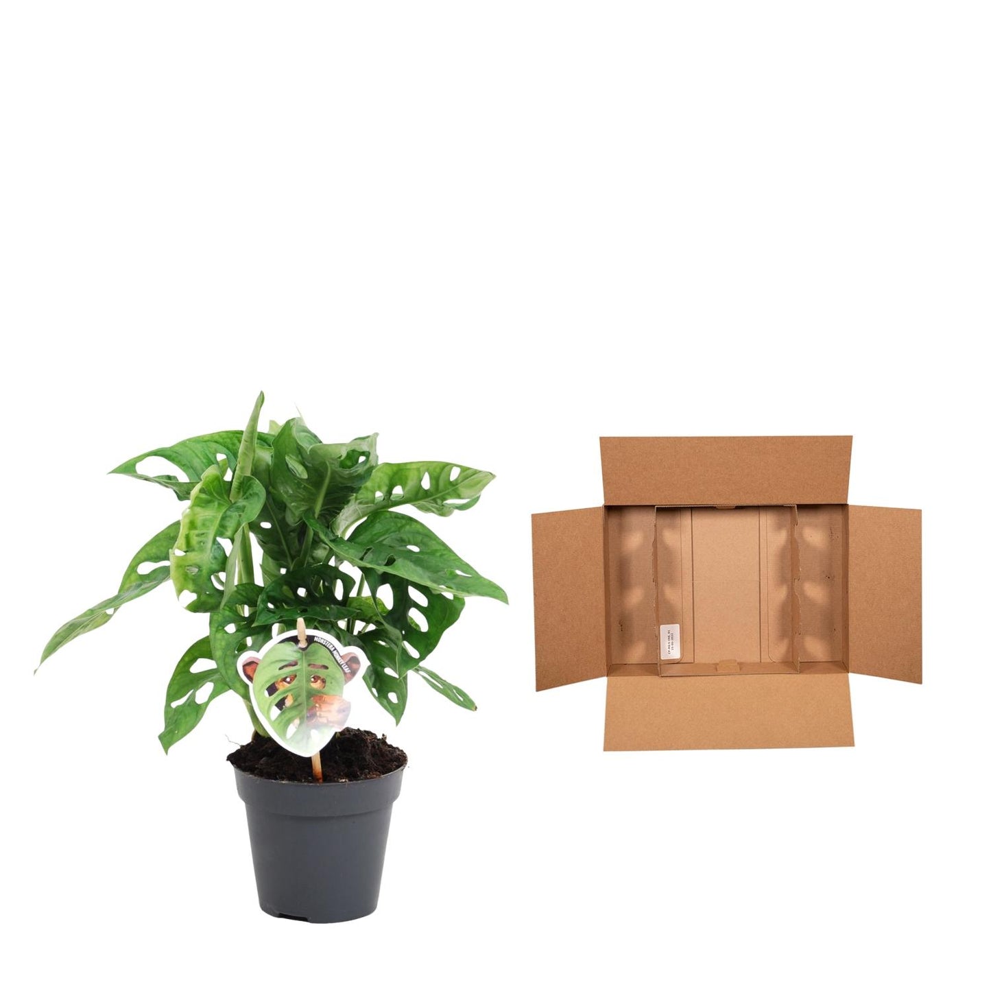 Monstera obliqua 'Monkey Leaf' – Exotische Zimmerpflanze 25 cm