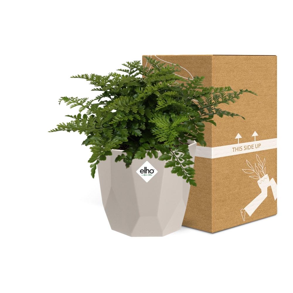 Asplenium Parvati Rippenfarn in ELHO b.for rock 14 cm warm grey