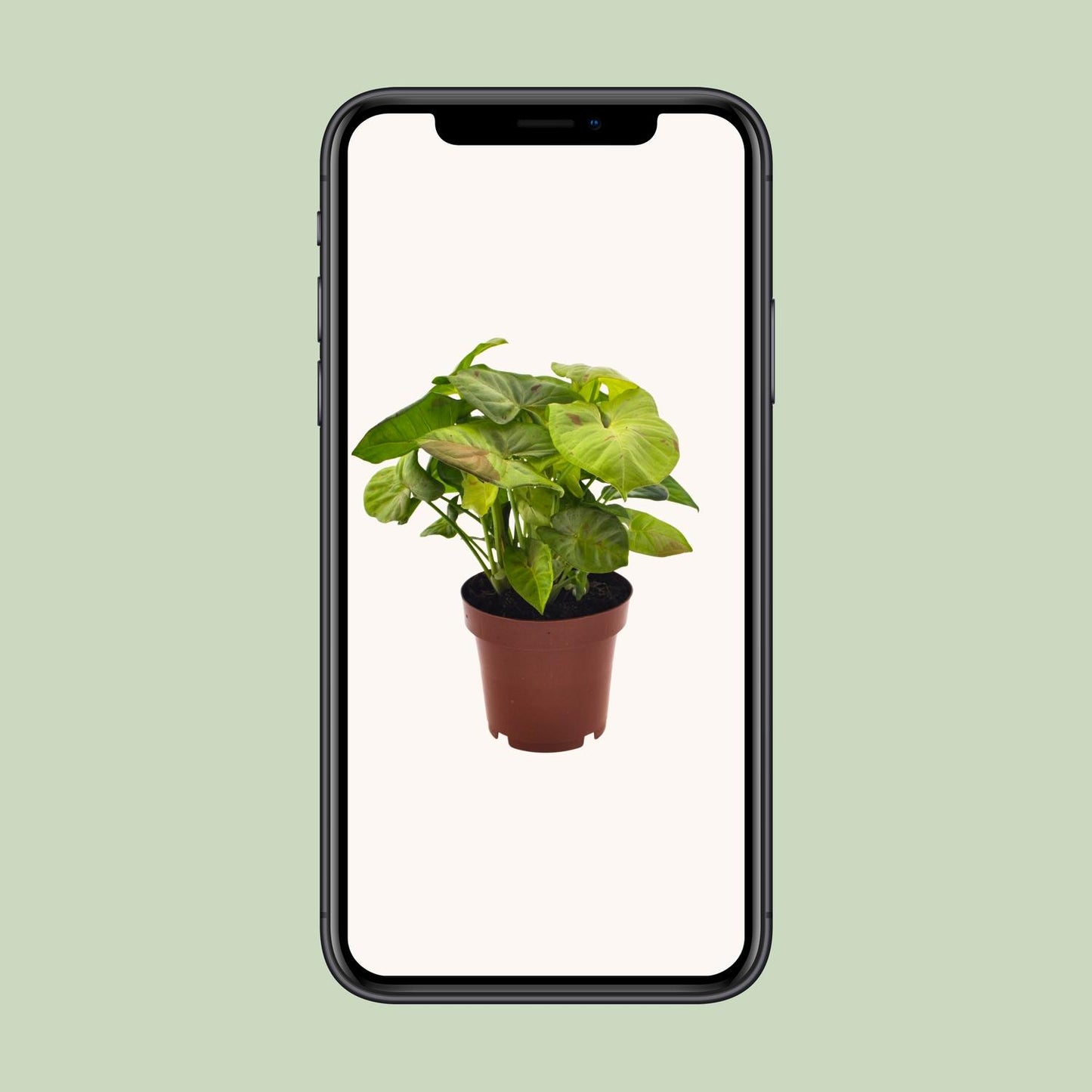 Syngonium Milk Confetti – Pflegeleichte Pfeilspitzenpflanze Ø12cm