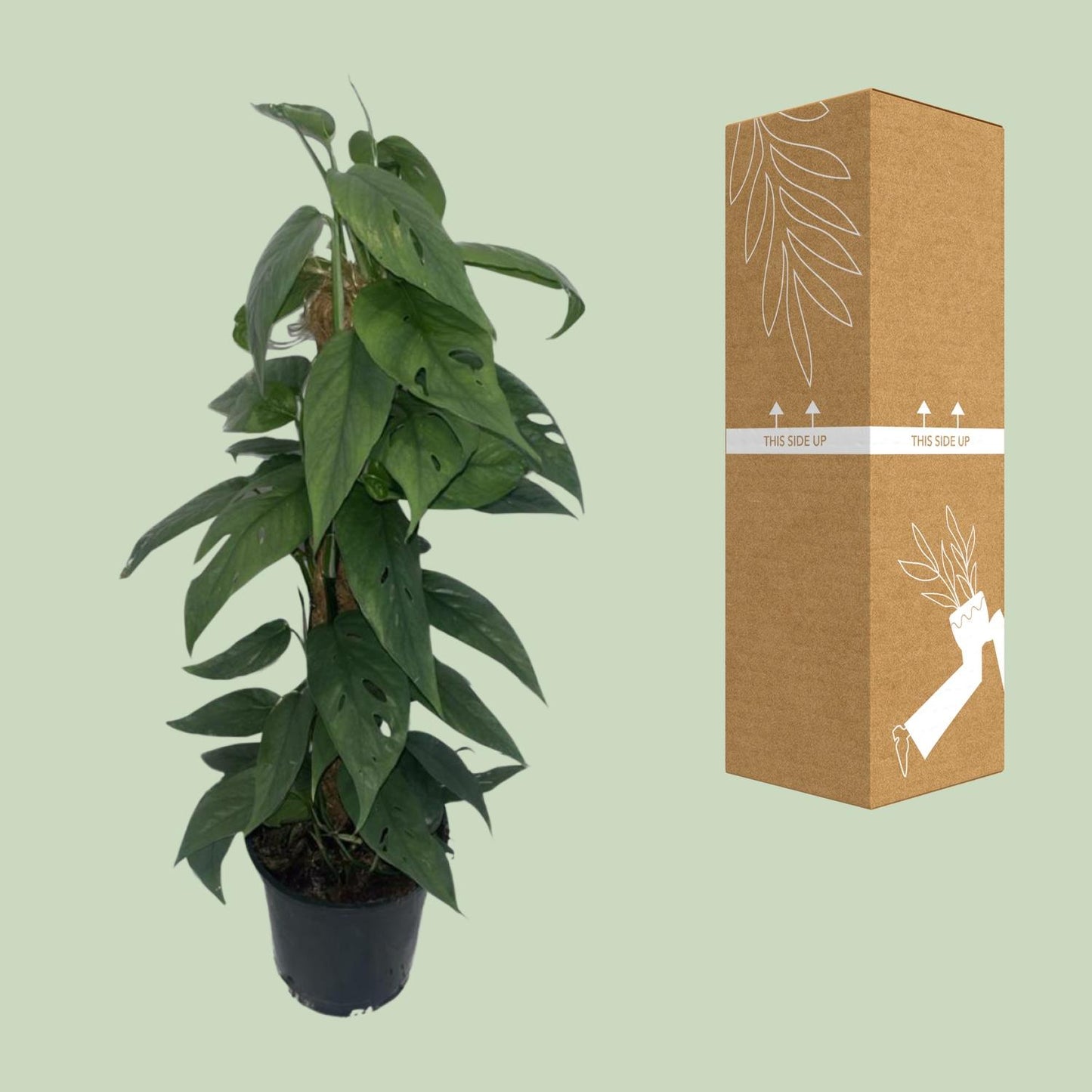 Epipremnum ‚Cebu Blue‘ Moosstock – Ø15cm, ca. 60cm hoch
