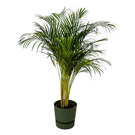Areca-Palme Ø24cm – 130cm – im elho Greenville Round Topf