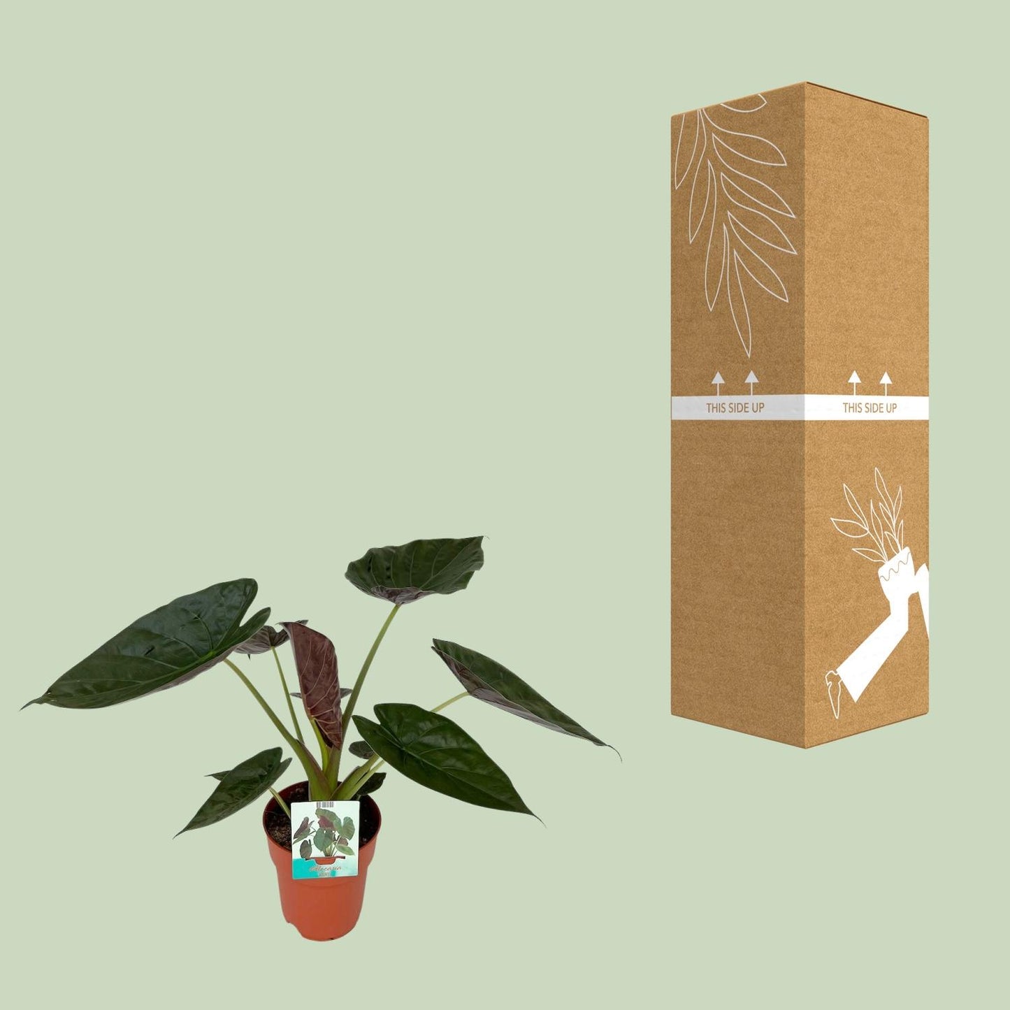 Alocasia Wentii – Elegante Elefantenohr-Pflanze Ø19cm, 85cm hoch