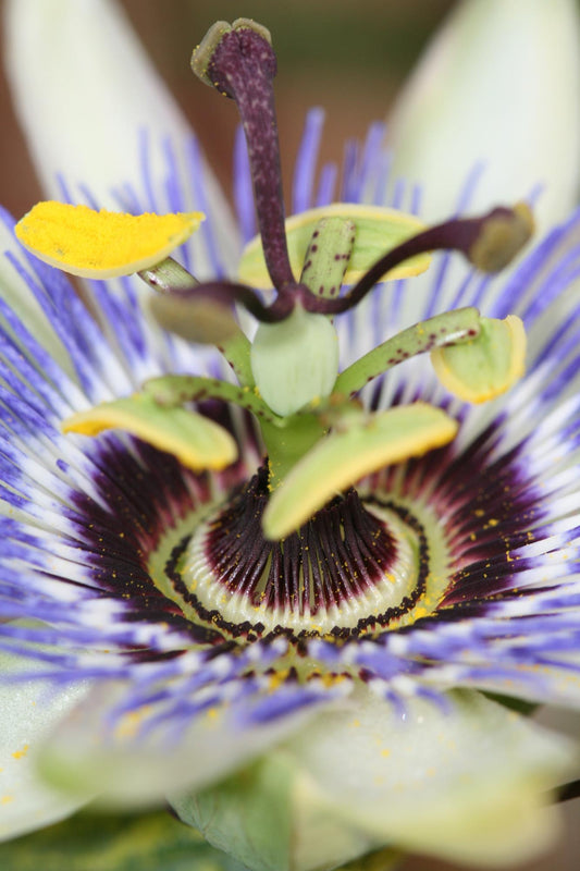 Passiflora Blau caerulea – Kletterpflanze Ø15cm, 65cm Höhe