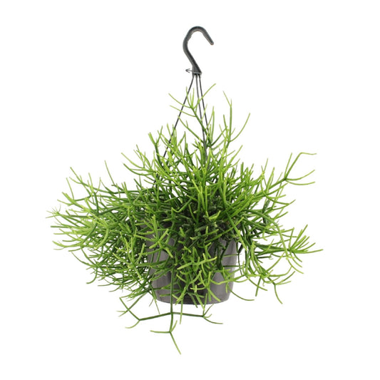 Rhipsalis Heteroclada – pflegeleichte Hängepflanze Ø17cm