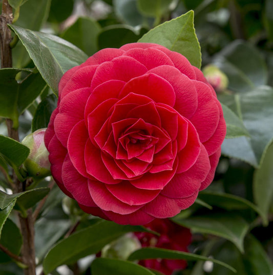 Camellia japonica 'Black Lace' – Eleganter immergrüner Strauch