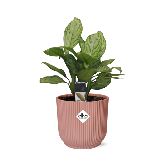 Aglaonema Christina in ELHO Vibes Fold 14cm rosa – pflegeleicht & elegant