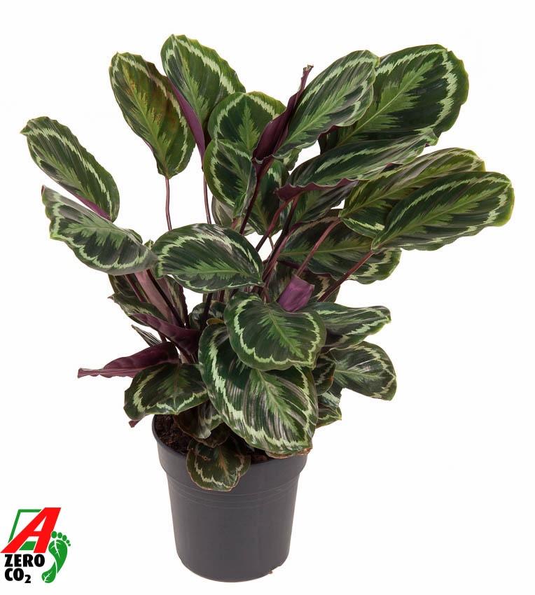 Calathea Medallion – Pflegeleichte & elegante Zimmerpflanze
