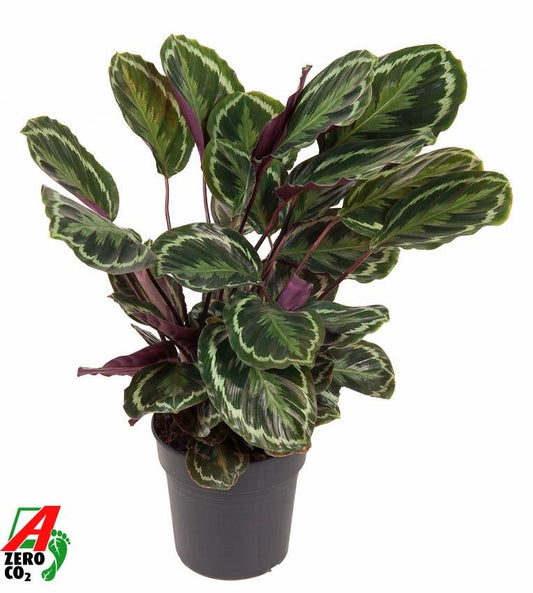Calathea Medallion – Pflegeleichte & elegante Zimmerpflanze