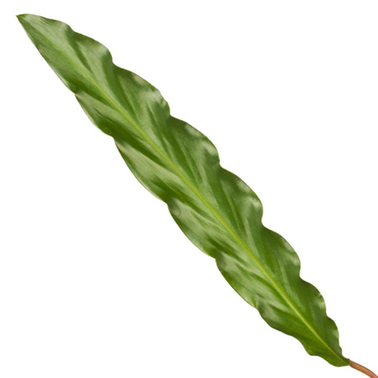 Calathea Elgergrass – Pflegeleichte, elegante Zimmerpflanze 35 cm