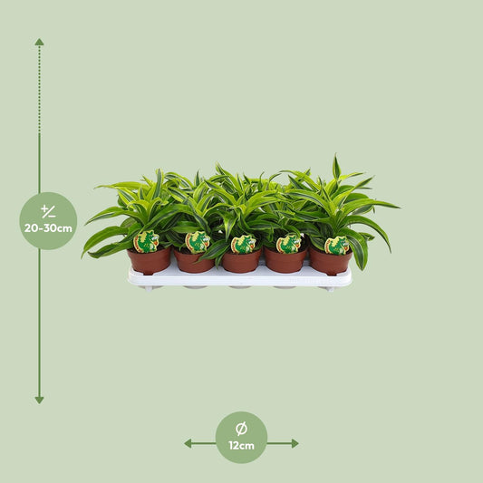 Dracaena Lemon Surprise – Pflegeleichte Zierpflanze Ø12cm