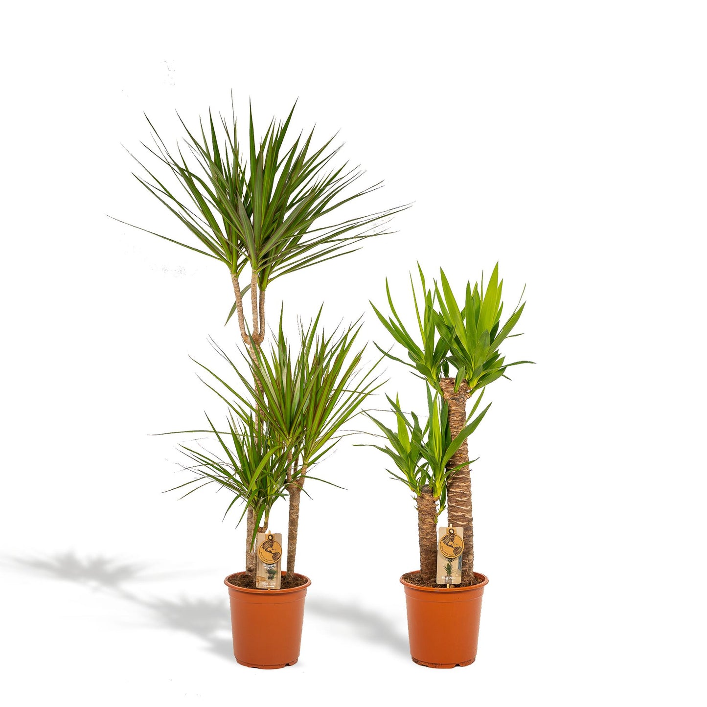Dracaena & Yucca Set – Exotische XXL Zimmerpflanzen