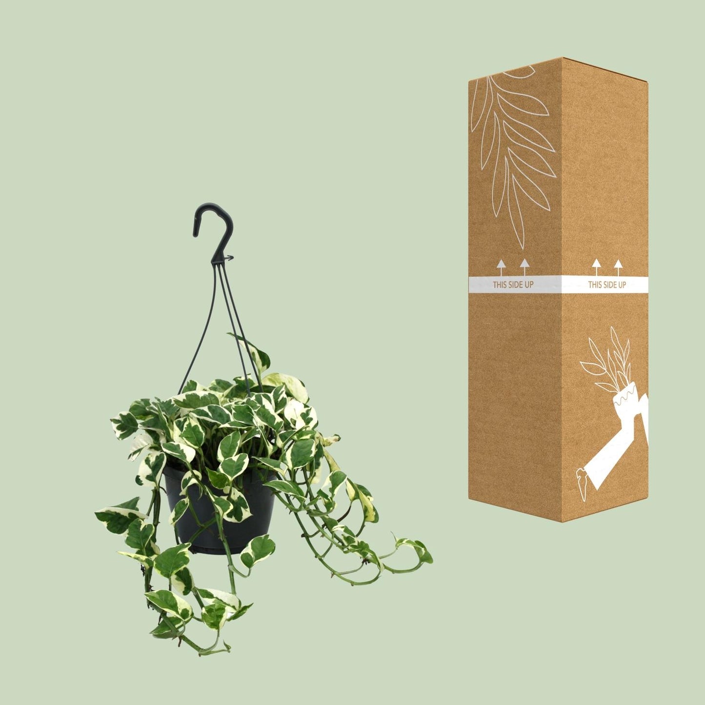 Scindapsus (Epipremnum) N’Joy – Pflegeleichte Zimmerpflanze Ø15cm