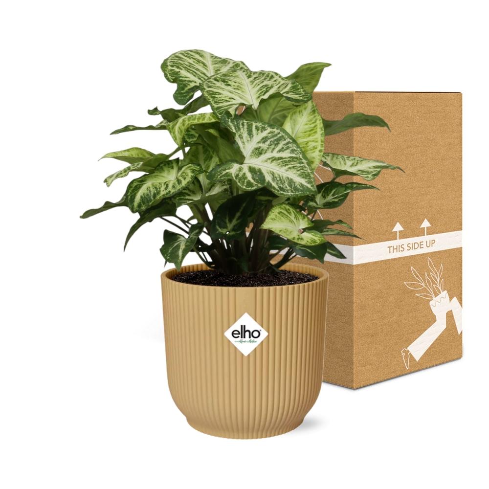 Syngonium Arrow im ELHO Vibes Fold Topf 14cm Gelb