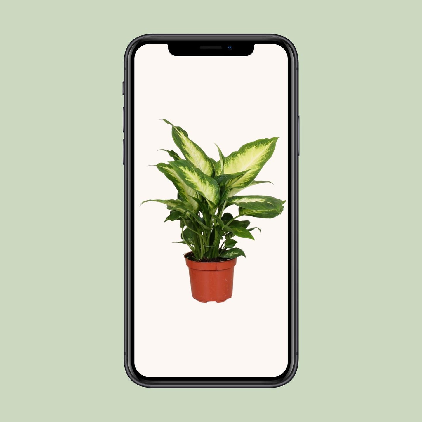 Dieffenbachia Camilla - Pflegeleichte Zimmerpflanze Ø12cm