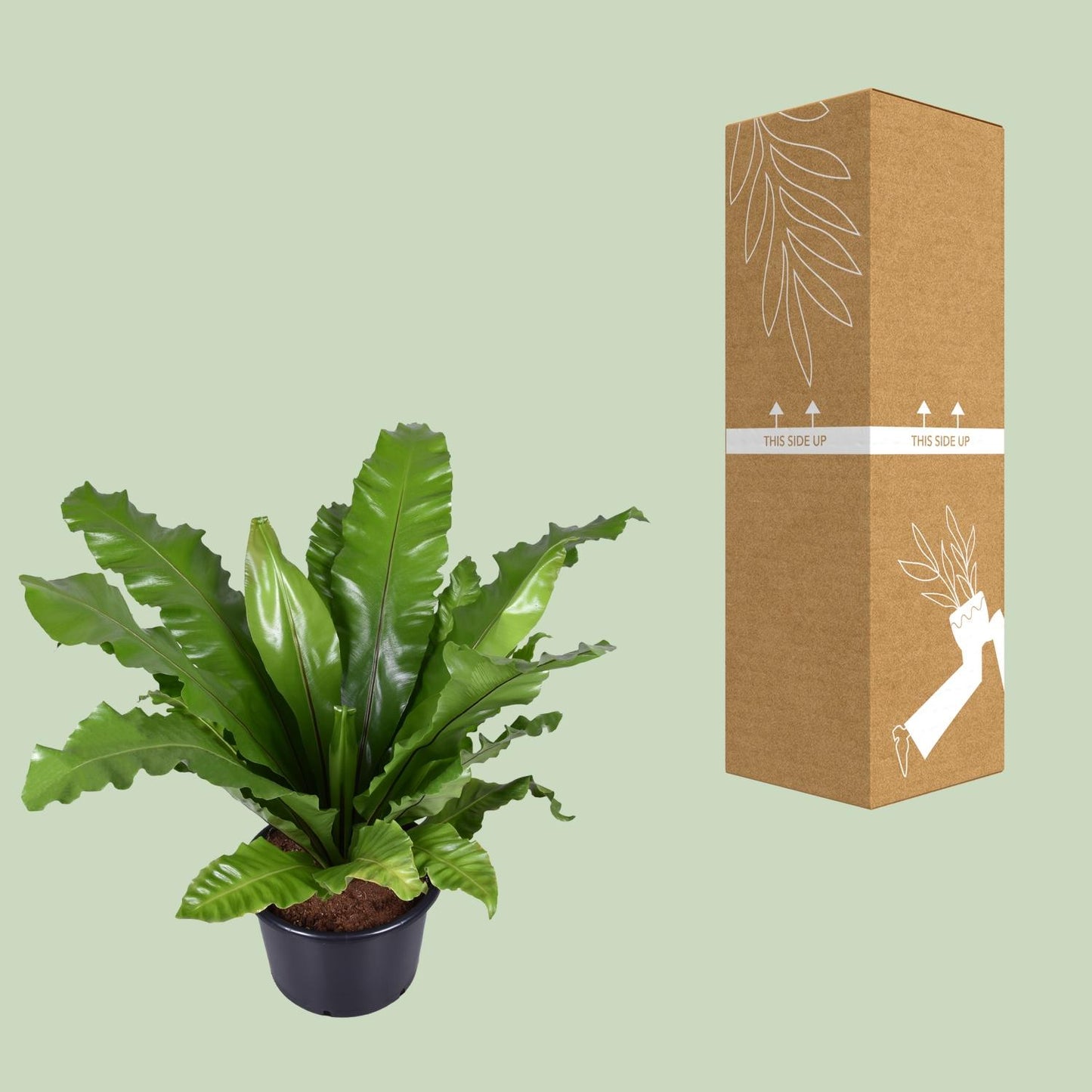 Asplenium Nidus – Nestfarn Ø37cm, Höhe 85cm