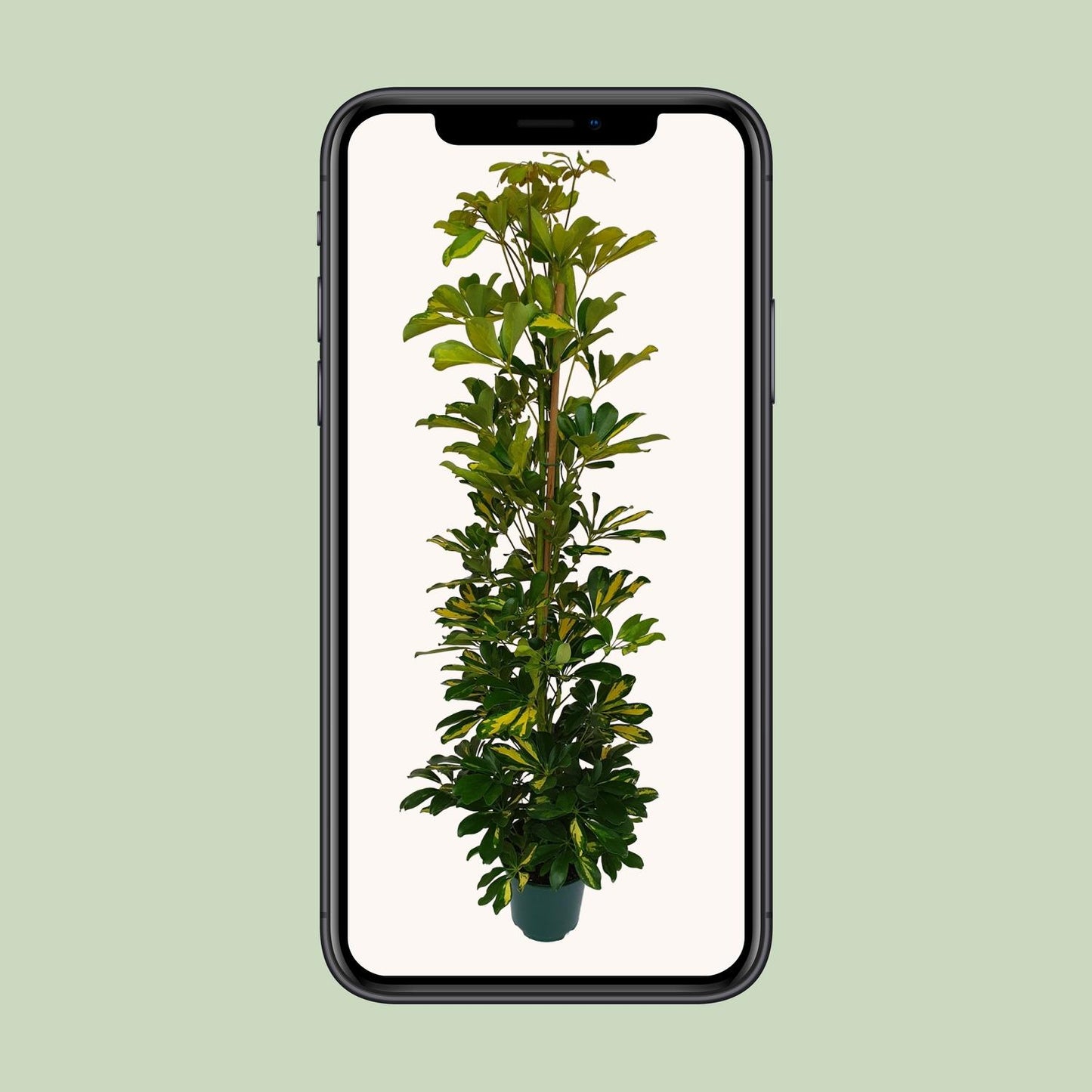 Schefflera Arboricola Gerda Ø20cm – Pflegeleichte Zimmerpflanze