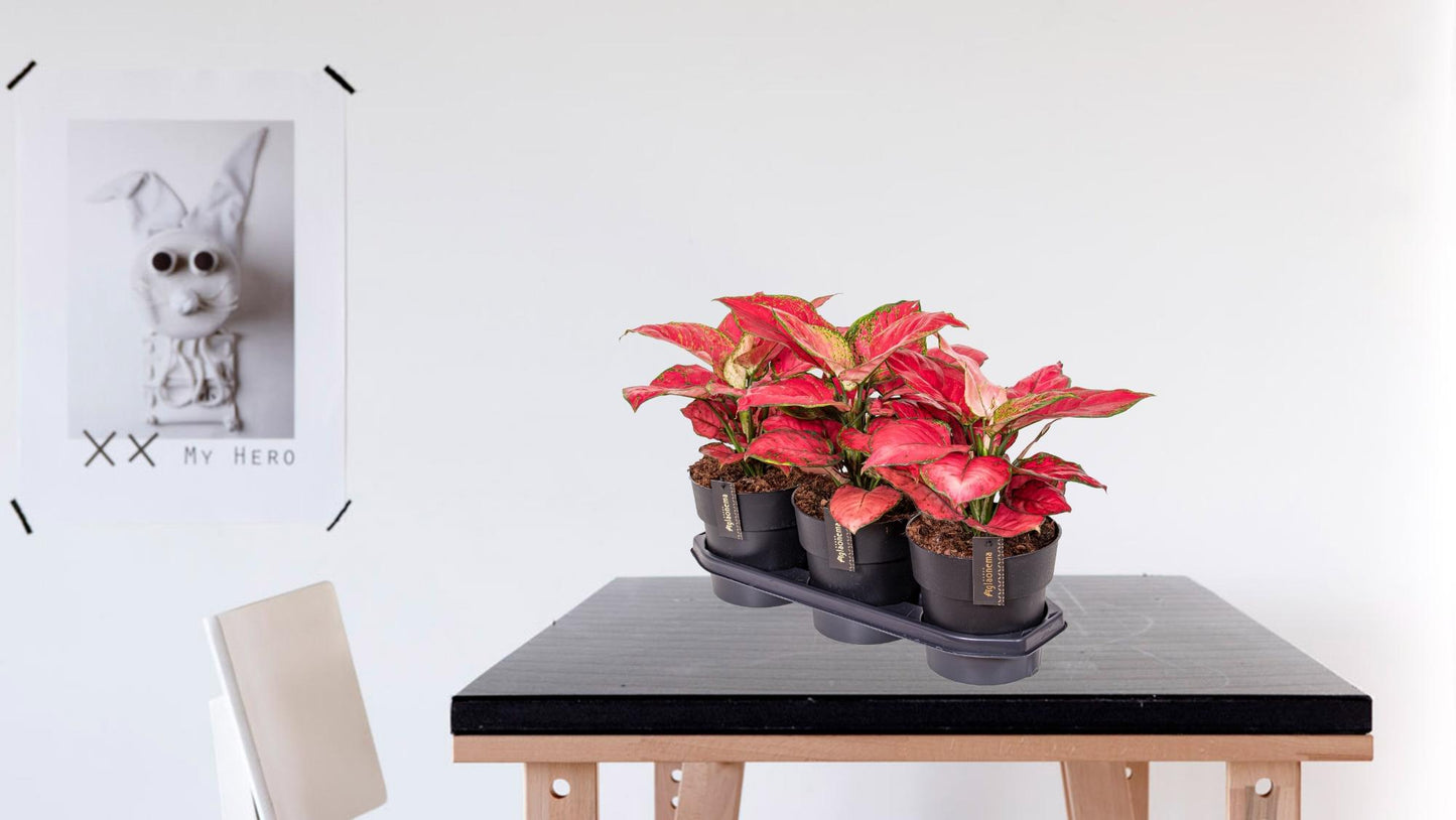 Aglaonema Red Joy – Pflegeleichte Zimmerpflanze Ø19cm