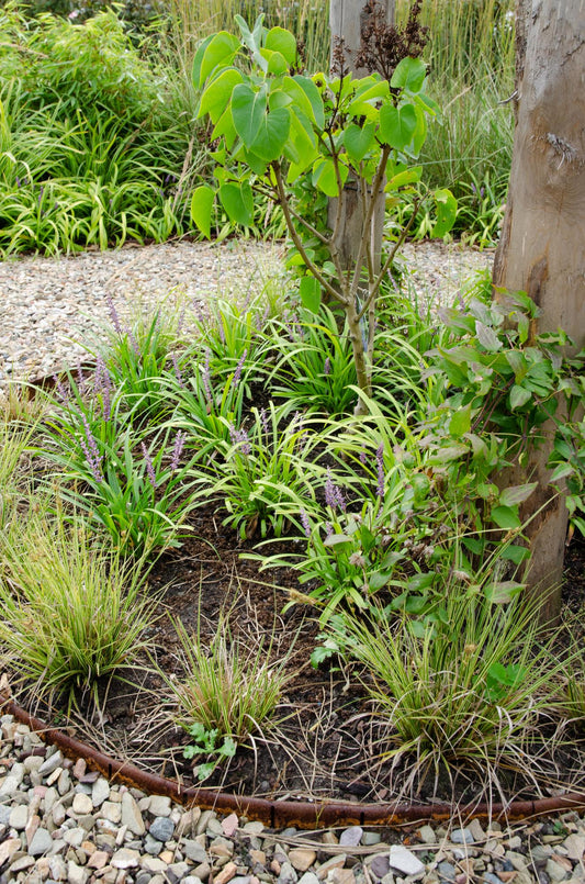 3x Carex brunnea 'Variegata' – Pflegeleichtes Ziergras Ø14cm