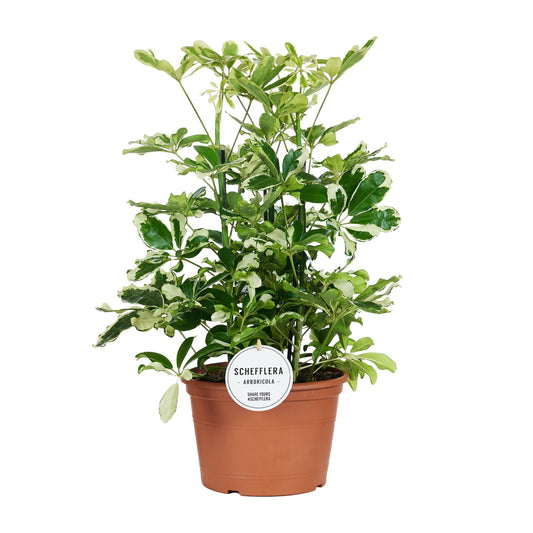 Schefflera Charlotte - Pflegeleichter Schirmbaum Ø21cm, 55cm hoch